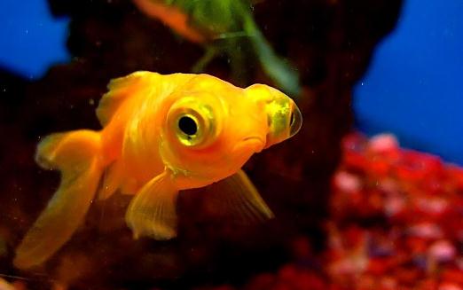 想養金魚？教你怎么挑選金魚