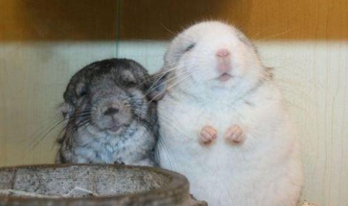 如何選擇龍貓?養龍貓的方法