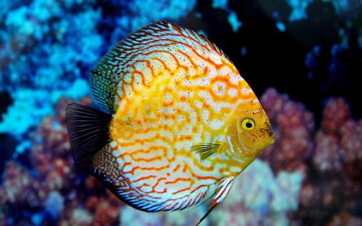 七彩神仙魚(yú)的繁殖竅門(mén)