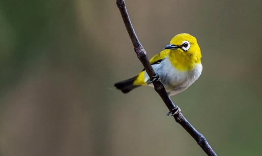 正確的給繡眼鳥日常護理