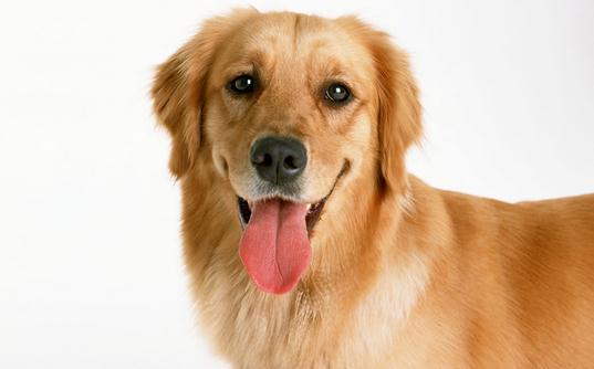 狗狗總是亂咬怎么辦?教你給狗狗挑選玩具