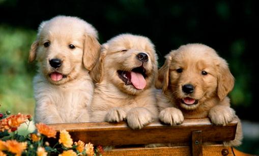 教你正確訓練狗狗的方法