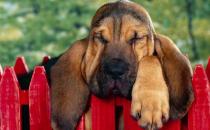 狗狗每天要吃多少？狗狗吃什么？