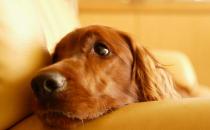 春季養狗需要注意什么？