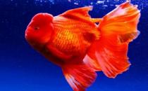 家中養魚需要常備什么藥？