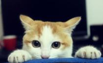 生活無趣？來學習養好一只貓咪吧！