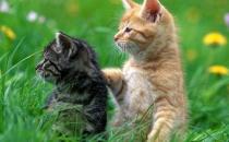 貓咪的動作都代表什么呢？