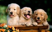 教你正確訓練狗狗的方法