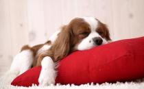 養(yǎng)狗前你需要做好這些準(zhǔn)備