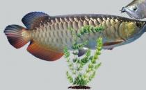 銀龍魚的家庭養殖方法