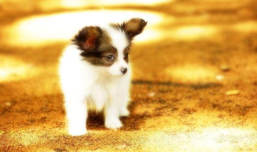 正常狗狗的體型是怎樣的