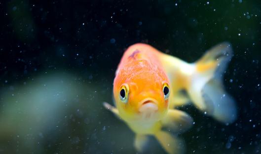 家庭養魚有什么好方法嗎？