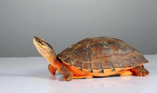 金錢龜?shù)酿B(yǎng)殖方法