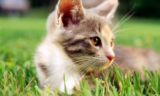 給貓咪做絕育手術(shù)需要注意的事項