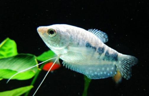 如何為熱帶海水魚預防疾病?