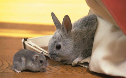 如何挑選健康的寵物兔?