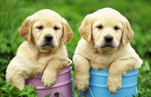 養寵物狗需要辦理哪些手續?