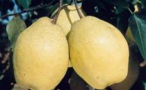 驚蟄節氣吃什么好？驚蟄傳統食物有哪些？