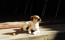 寵物狗容易患什么疾?。? /></a> </div>
                  <div   id=