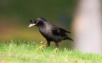 寄生蟲導致八哥換羽毛怎么辦？