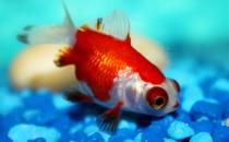 教你正確飼養(yǎng)金魚的方法