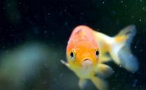 家庭養魚有什么好方法嗎？