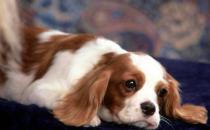 狗狗每日需要哪些營養元素？