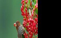 教你如何挑選一只健康的畫眉鳥