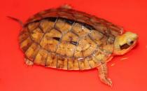 烏龜的生活習性 烏龜的壽命