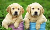 養寵物狗需要辦理哪些手續？