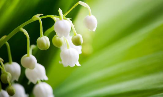 茉莉怎么養(yǎng)才能夠鮮亮健康?