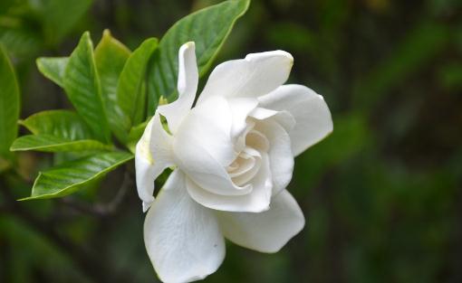 梔子花葉子發黃的原因是什么?