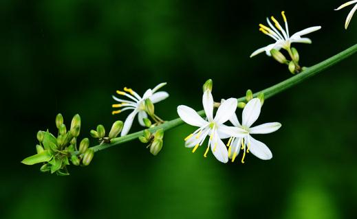 吊蘭葉尖干枯了還有救嗎?