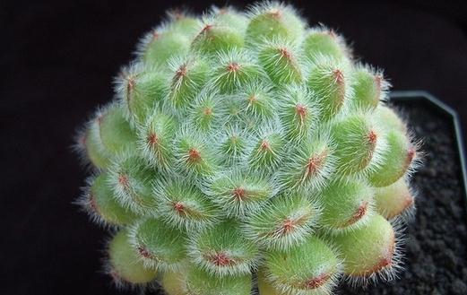 多肉植物如何進行葉插繁殖?