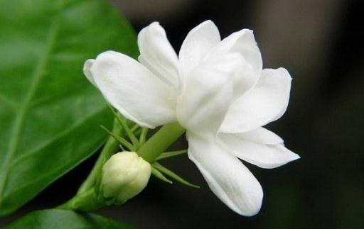 花盆里有蟲蟻怎么辦？