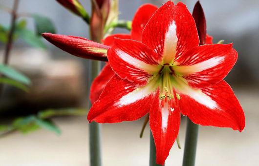 養花必學:給花卉換盆的方法