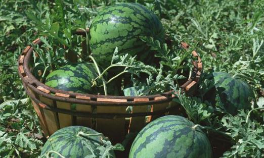 如何把西瓜變成花肥呢?