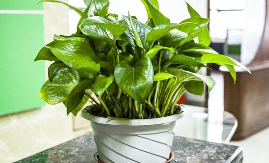 水養(yǎng)綠蘿的養(yǎng)護(hù)方法