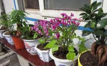 教你自制免費的養花肥料