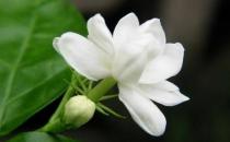 花盆里有蟲蟻怎么辦？