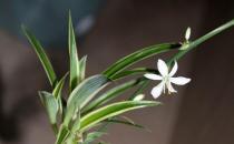 金邊吊蘭的正確養殖方法