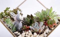 秋季如何養多肉植物？