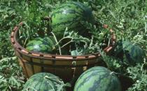 如何把西瓜變成花肥呢？