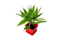 水培富貴竹葉子發(fā)黃的原因