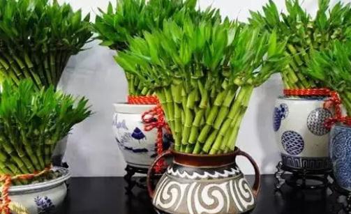 富貴竹這么養才長得旺盛