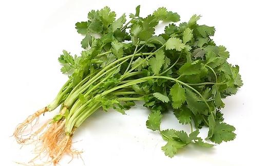 香菜如何種植?香菜的種植方法