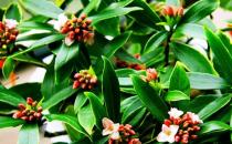 ?這些植物放在家中有意想不到的功效！