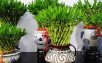 富貴竹這么養才長得旺盛