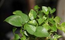 種植綠蘿的好處和價(jià)值