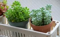 梅雨季節(jié)盆花的養(yǎng)護(hù)方法